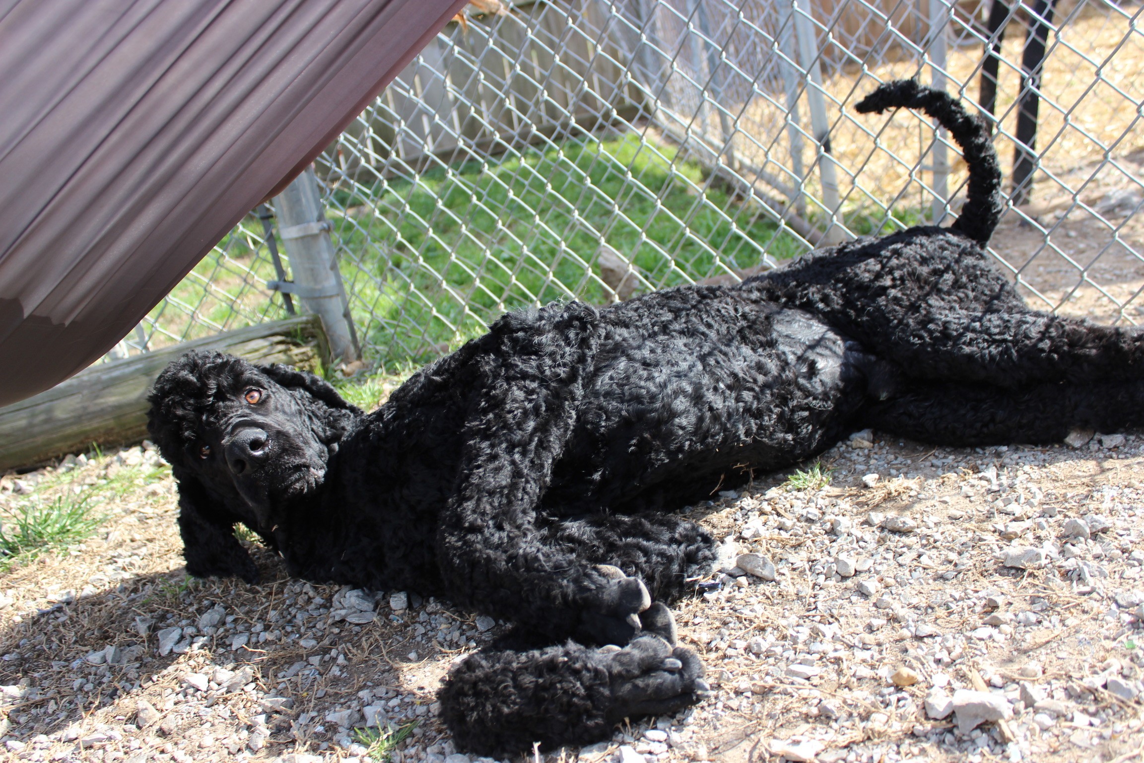 Campaign cover image for Broncos Besties