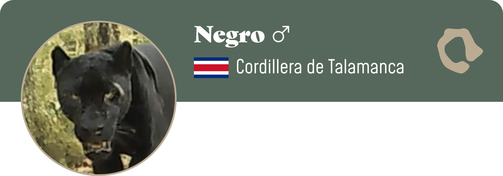 Campaign cover image for Adopt Negro