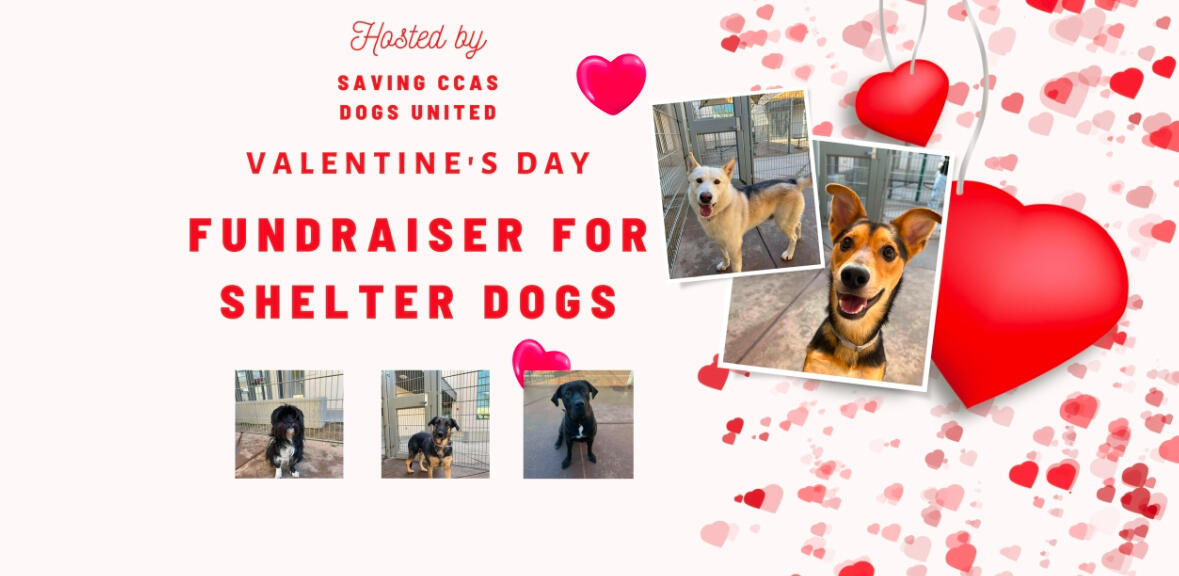 Love Unleashed Give Shelter Dogs a Valentine’s Day to Remember!