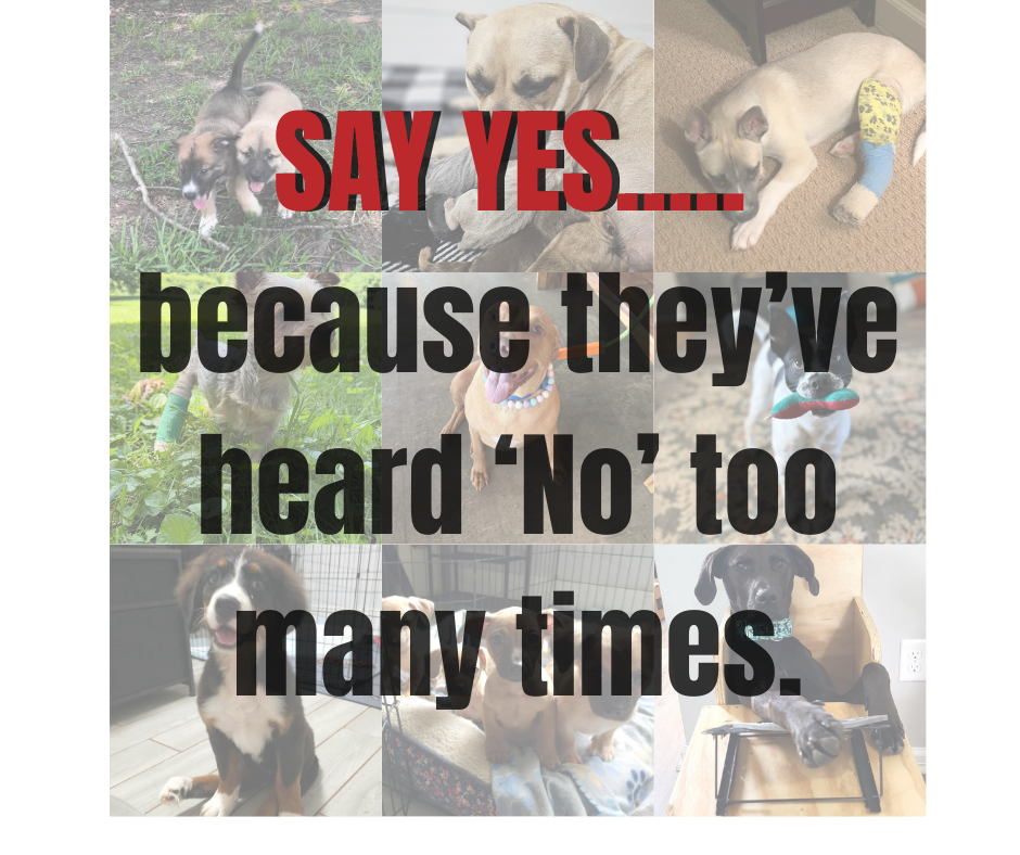 Campaign cover image for Say YES - PIPs 2025 Annual Giving Campaign