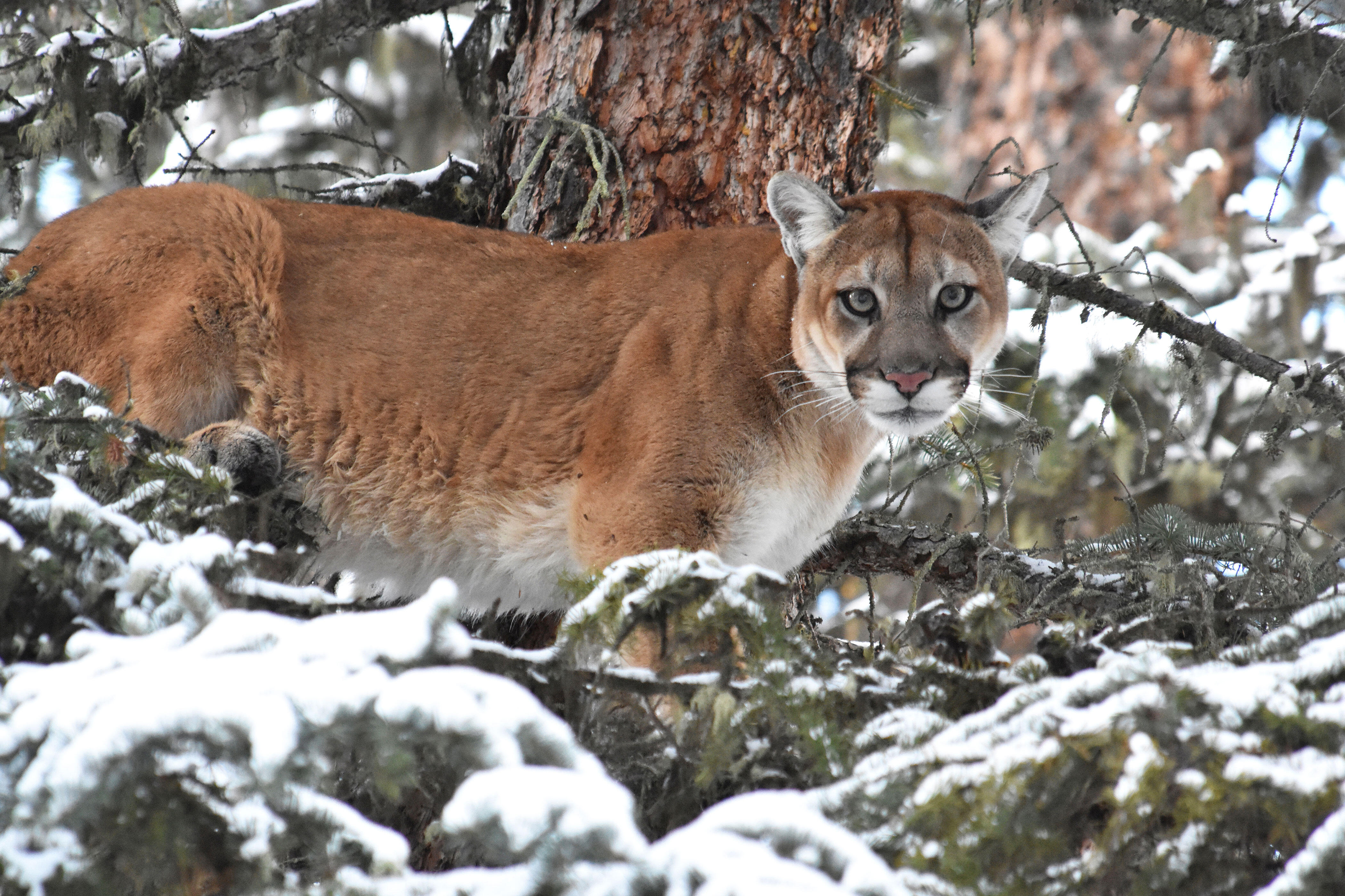 Campaign cover image for Cougars in the Northeast: Exploring the Science of Reintroduction