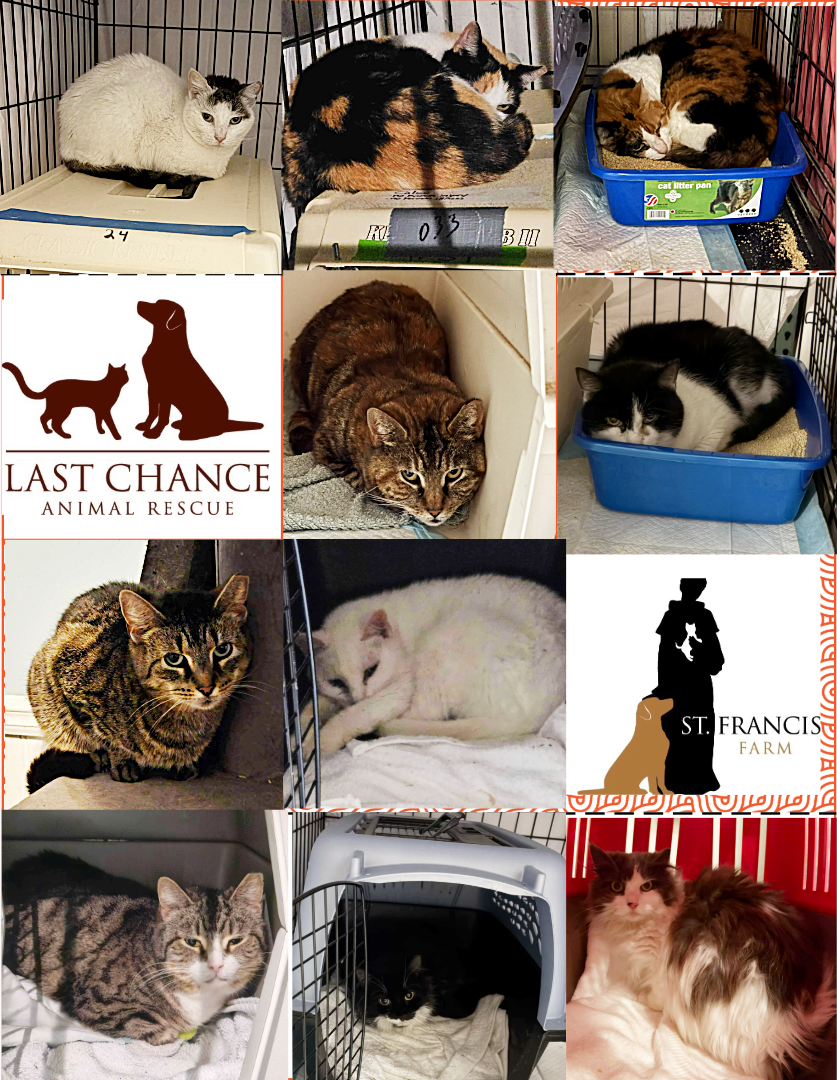 Campaign cover image for A Home Lost. A New Beginning. 🐾💔