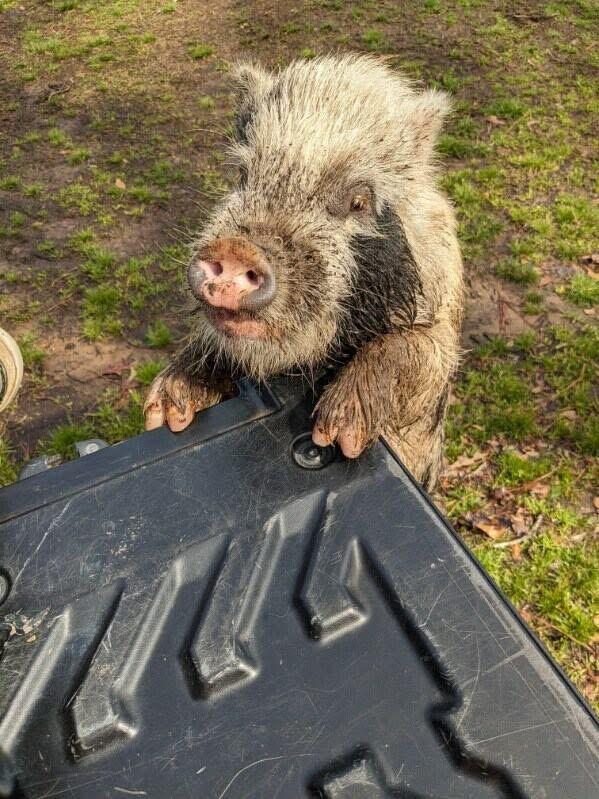 Campaign cover image for 🚨🐷 SOS FUNDRAISER: WILBUR NEEDS US — JUST IN THE NICK OF TIME 🐷🚨