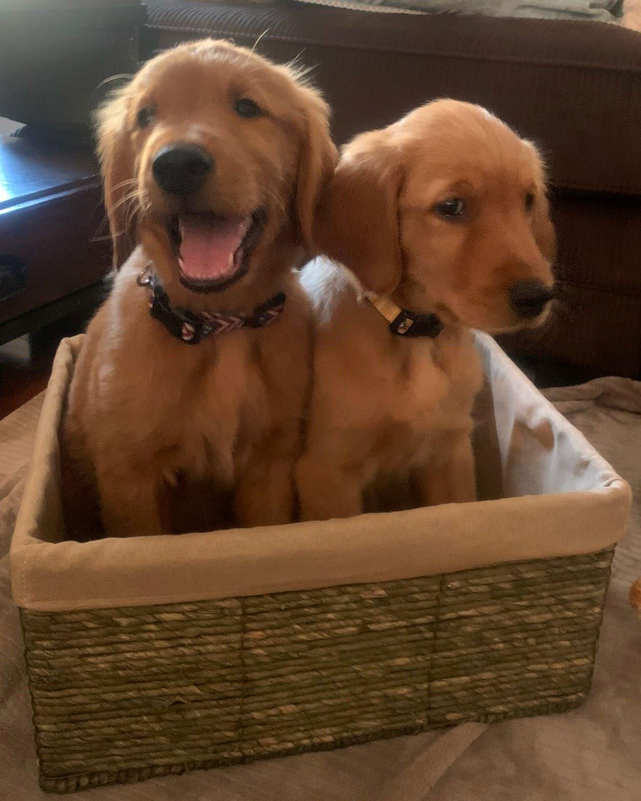 Campaign cover image for 2025 Auction - Quilts & More