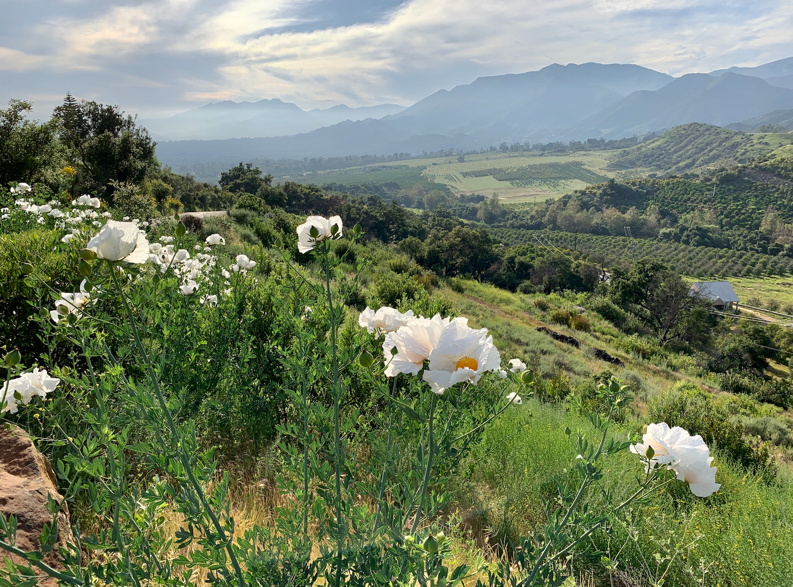 Campaign cover image for Tribute Gifts