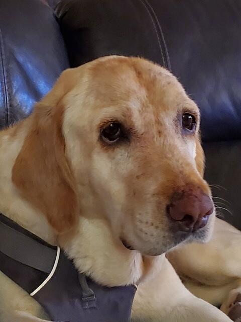 Campaign cover image for Sara Rey needs our help