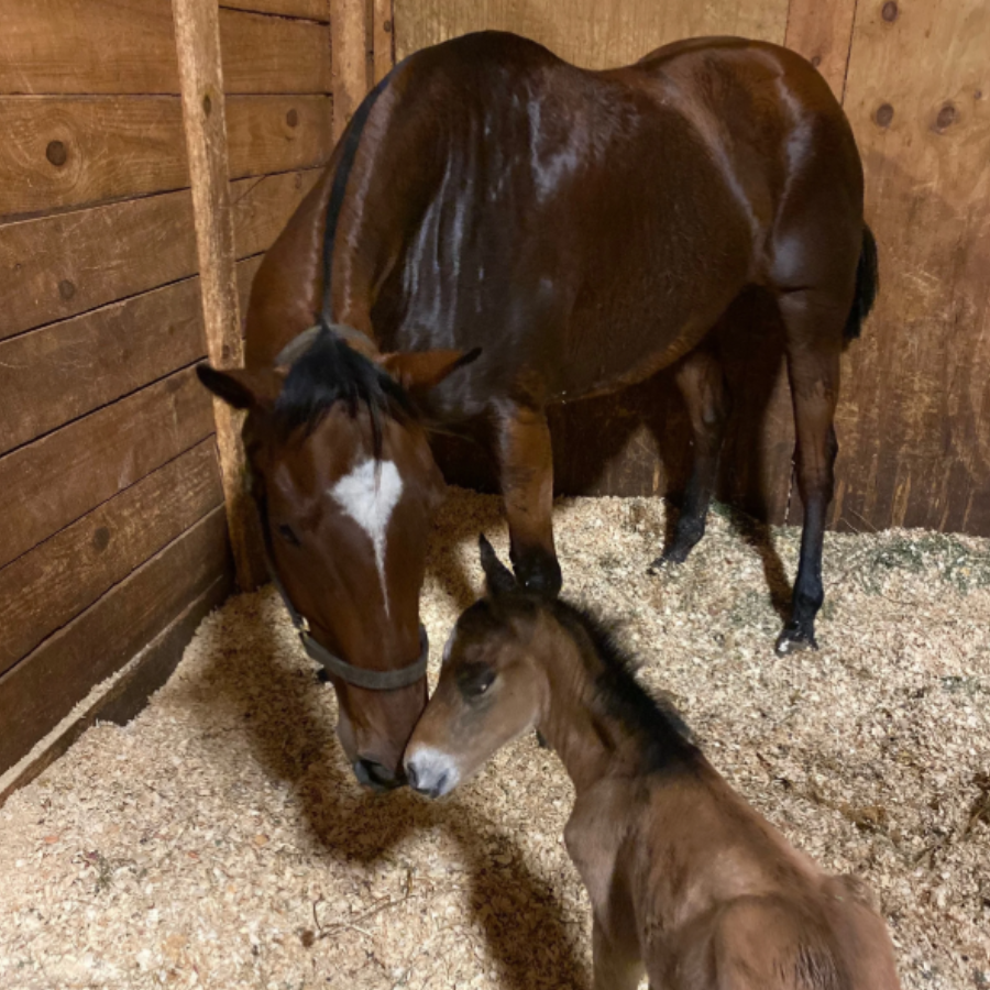 Campaign cover image for Sponsor Spirit