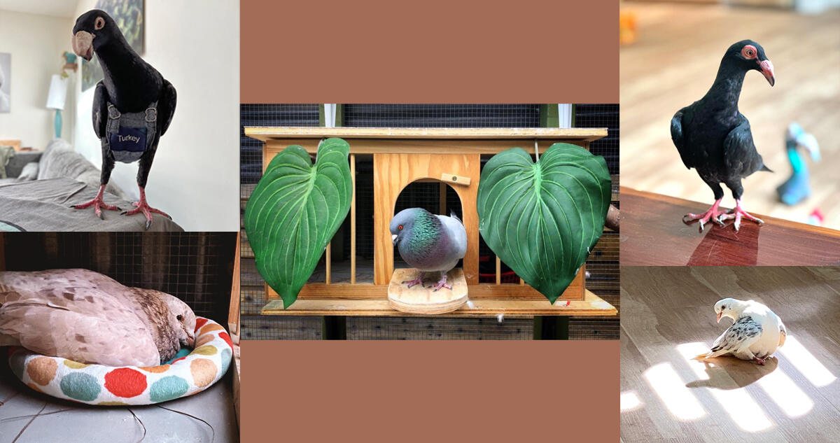 Campaign cover image for Help Us Help The Pigeons