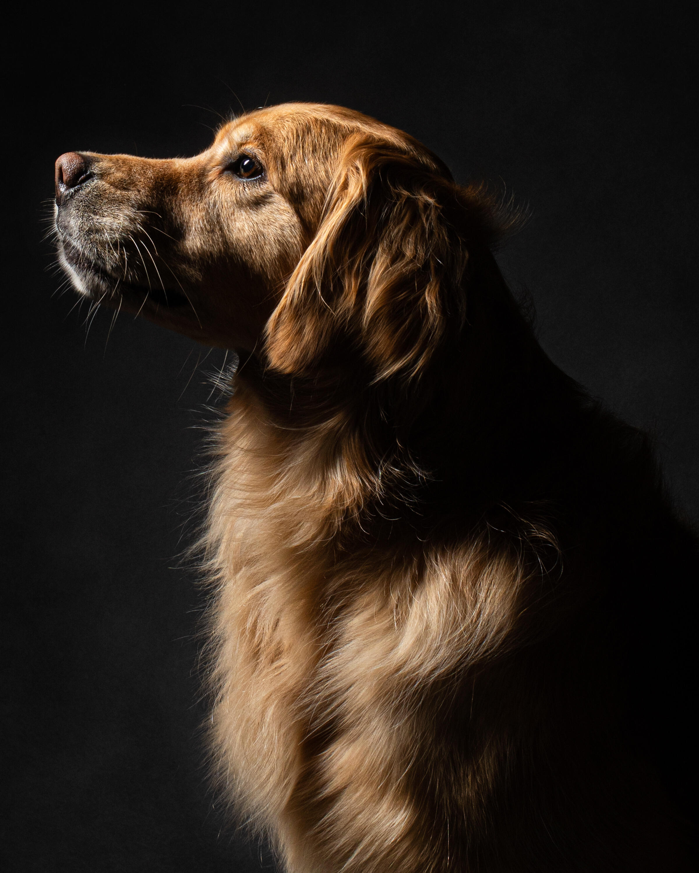 Campaign cover image for Honoring Kingston this Giving Tuesday