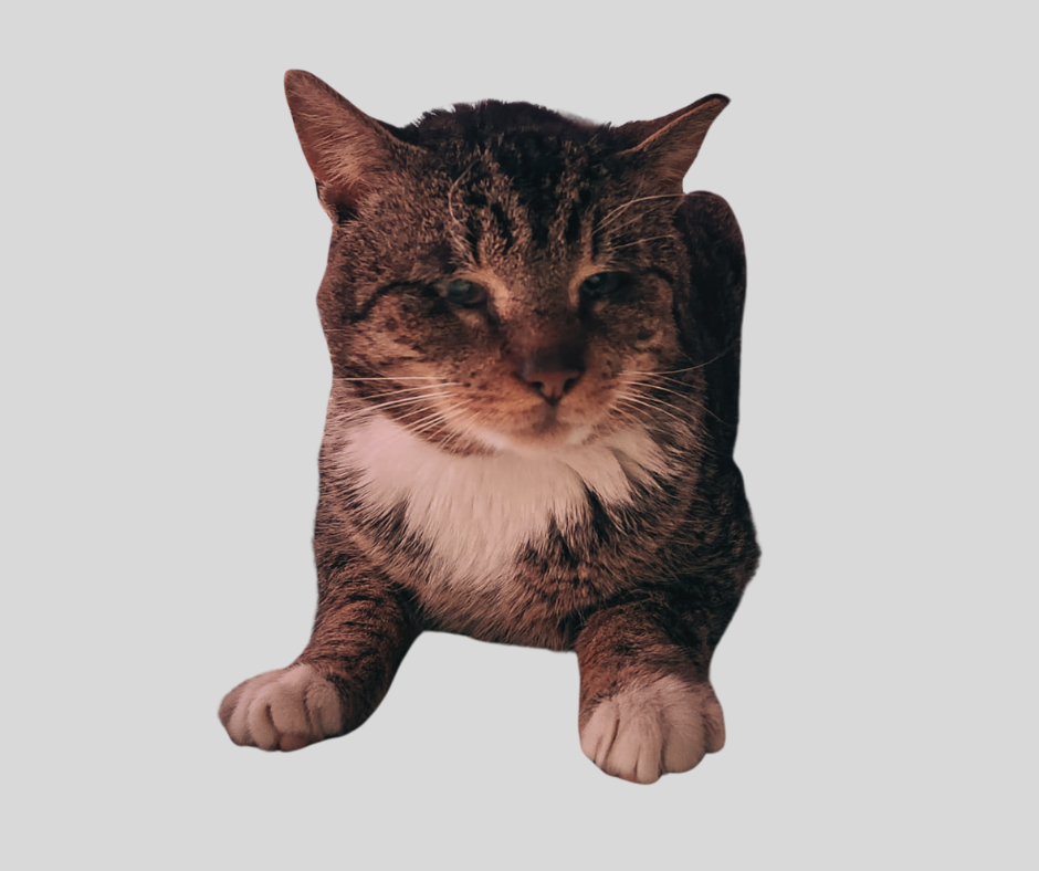 Campaign cover image for Give Mocha the Eye Surgery She Desperately Needs