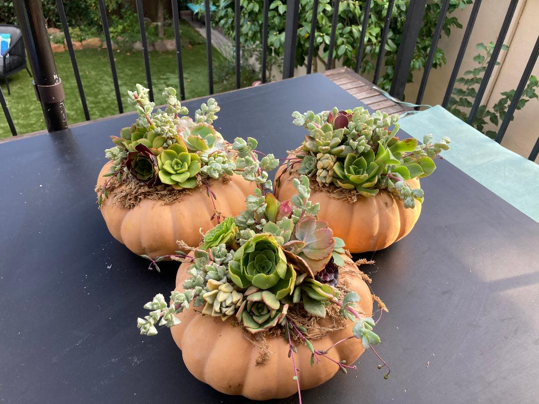 Campaign cover image for Pumpkin Succulents and Sips