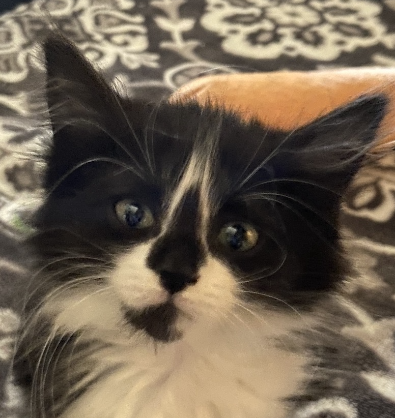 Campaign cover image for Vincent’s First Aid Kit