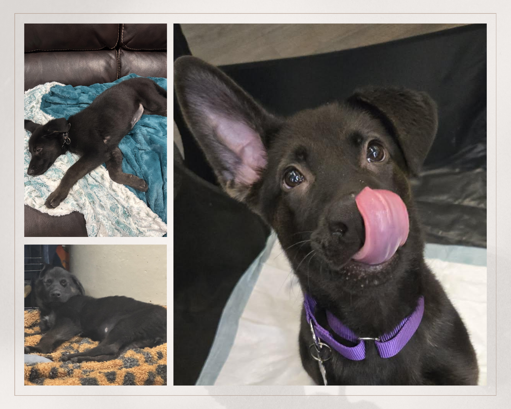 Campaign cover image for Help Zendaya Get Answers