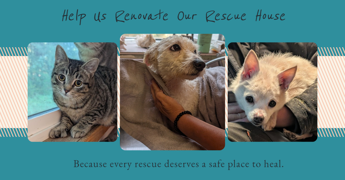 Help Us Renovate Our Rescue House | HARMONY NEW BEGINNINGS ANIMAL RESCUE