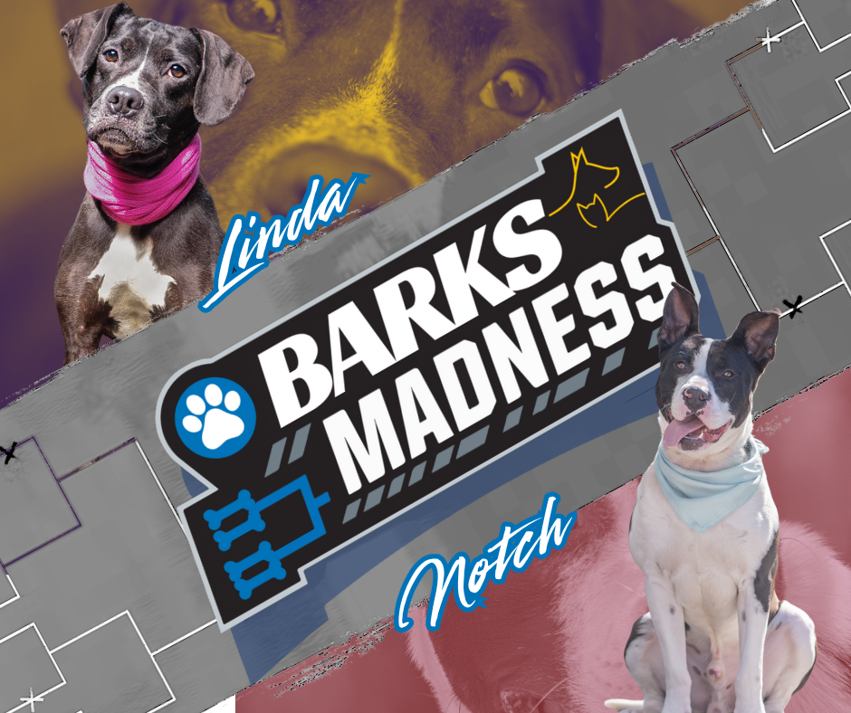 Campaign cover image for Elite 8 :: Notch vs Linda :: Barks Madness