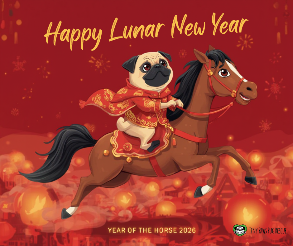 Campaign cover image for Fill a Pug’s Red Envelope this New Year!