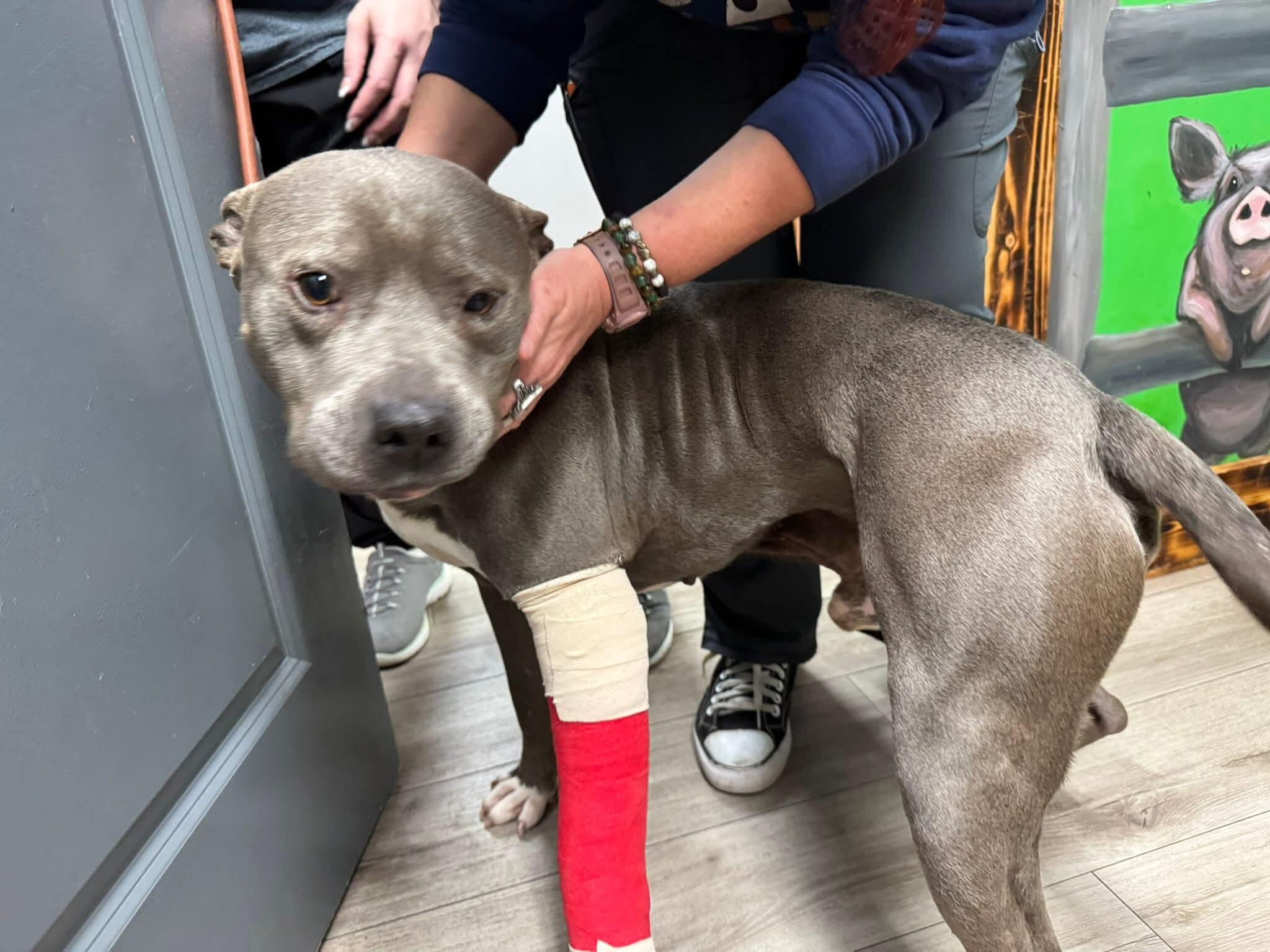 Campaign cover for Brick's Amputation