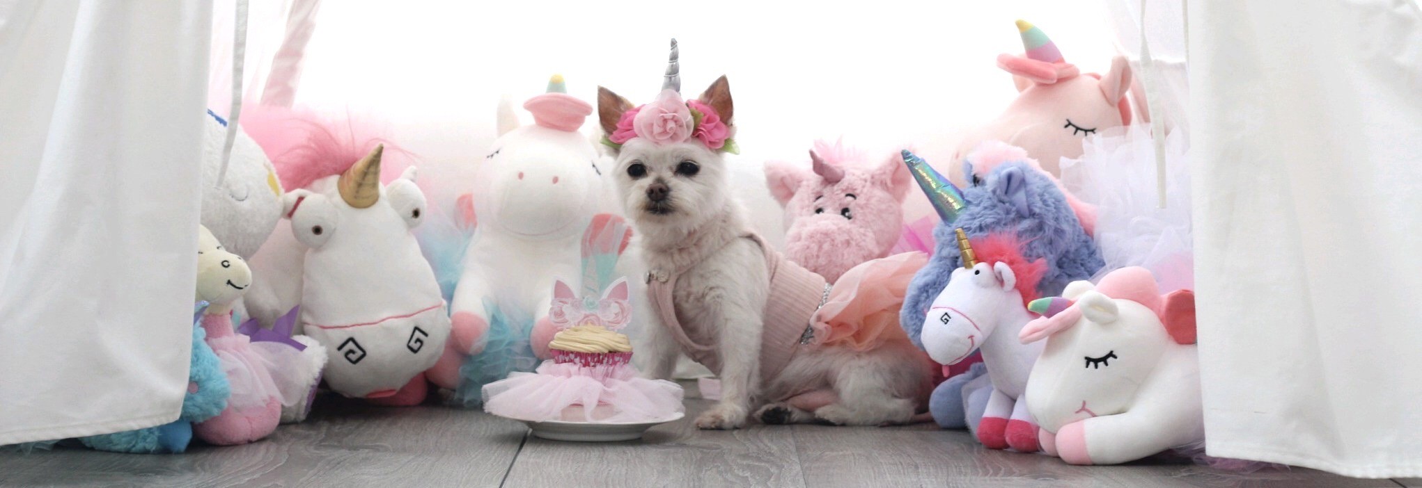 Campaign cover image for Delilah's Birthday Fundraiser