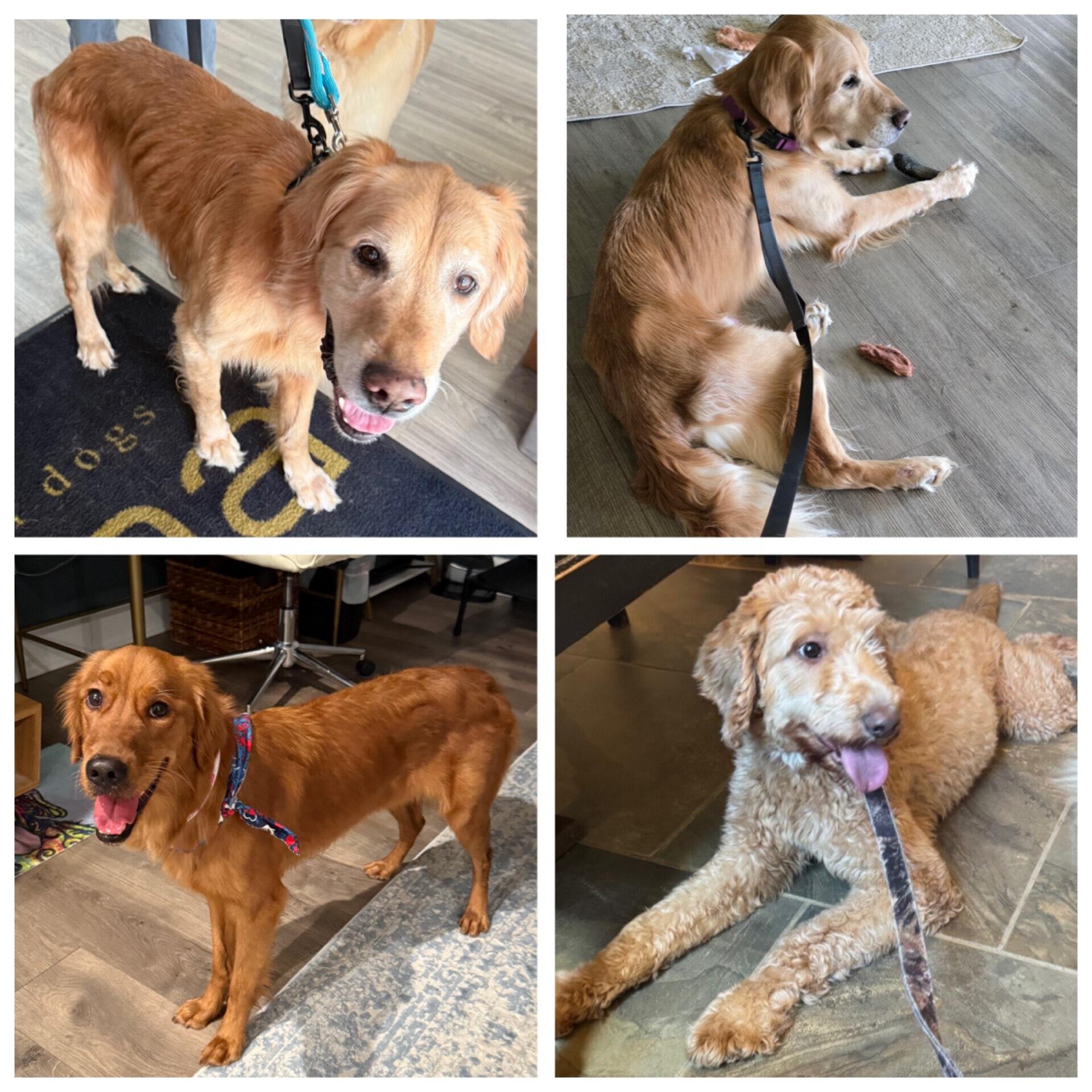 Campaign cover image for Daisy Rae, Apollo Star & Maggie Star - HRG