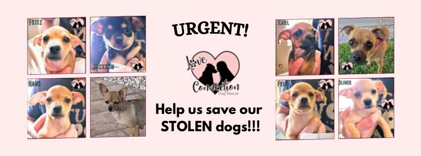 Campaign cover image for Help Us Fight to Get Our 8 Dogs Back