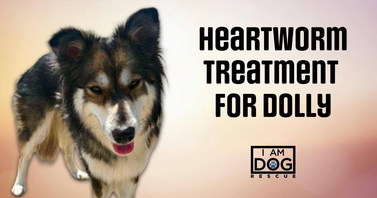 Campaign cover for Help with Dolly's Heartworm Treatment