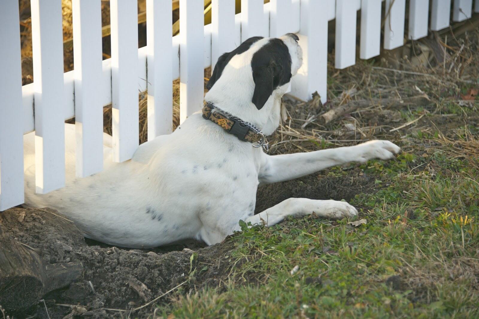 Campaign cover image for Dog Walker Stay Secure: A Comprehensive Safety Course for Dog Sitters and Walkers