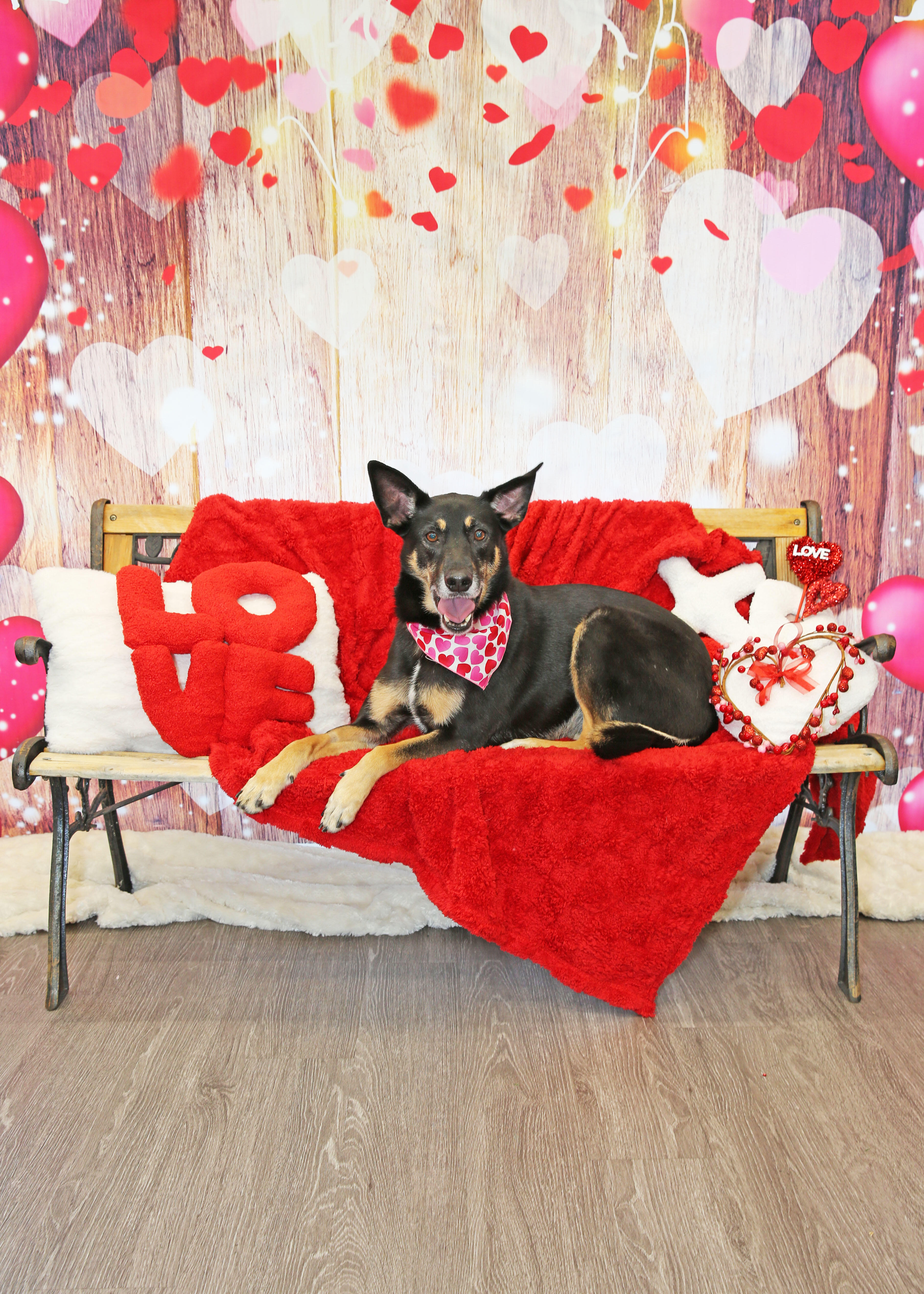 Campaign cover image for 😍 SNAP's Valentine's Day Photo Fundraiser 😍