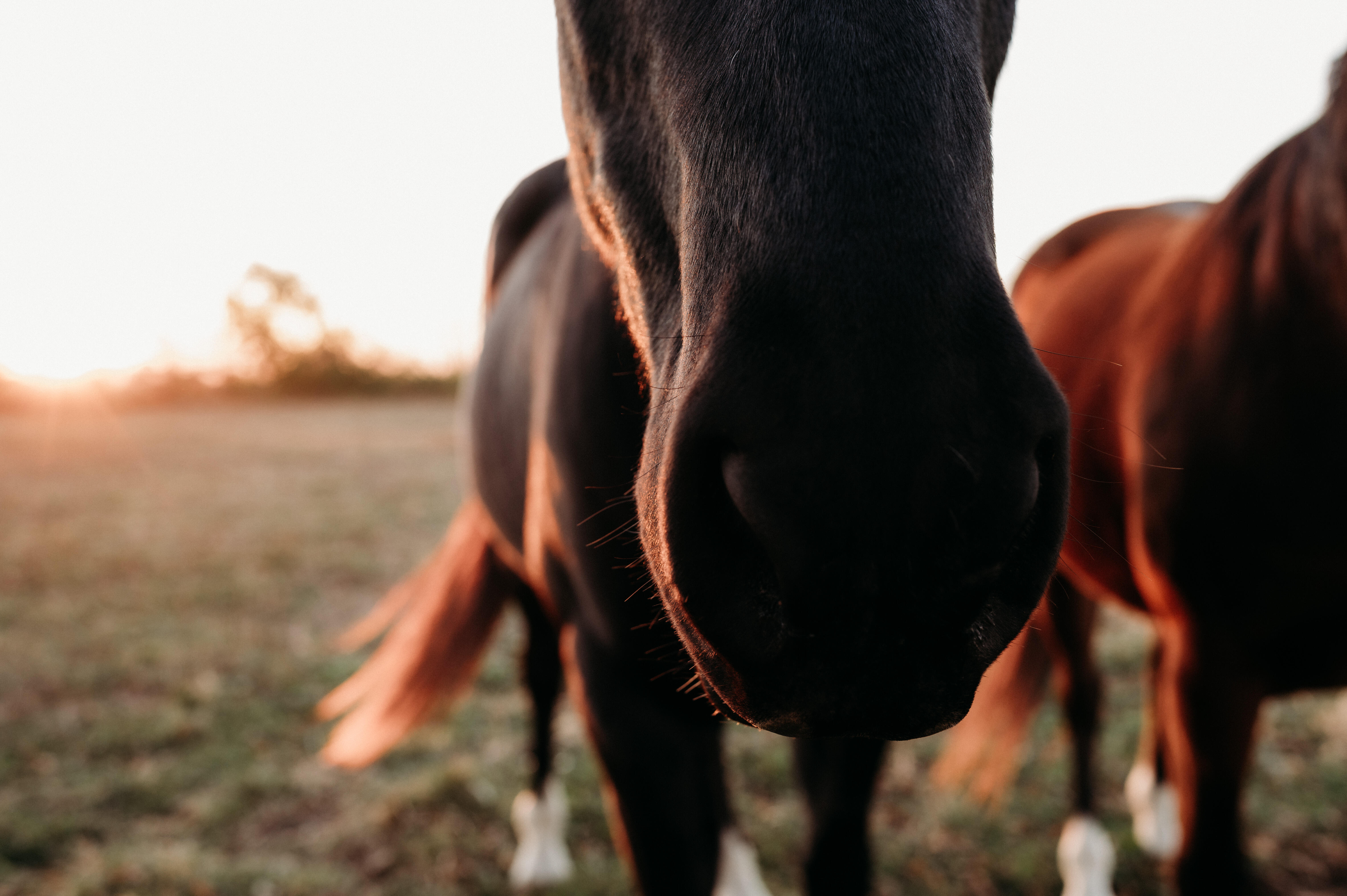 Campaign cover image for Healing with the Herd