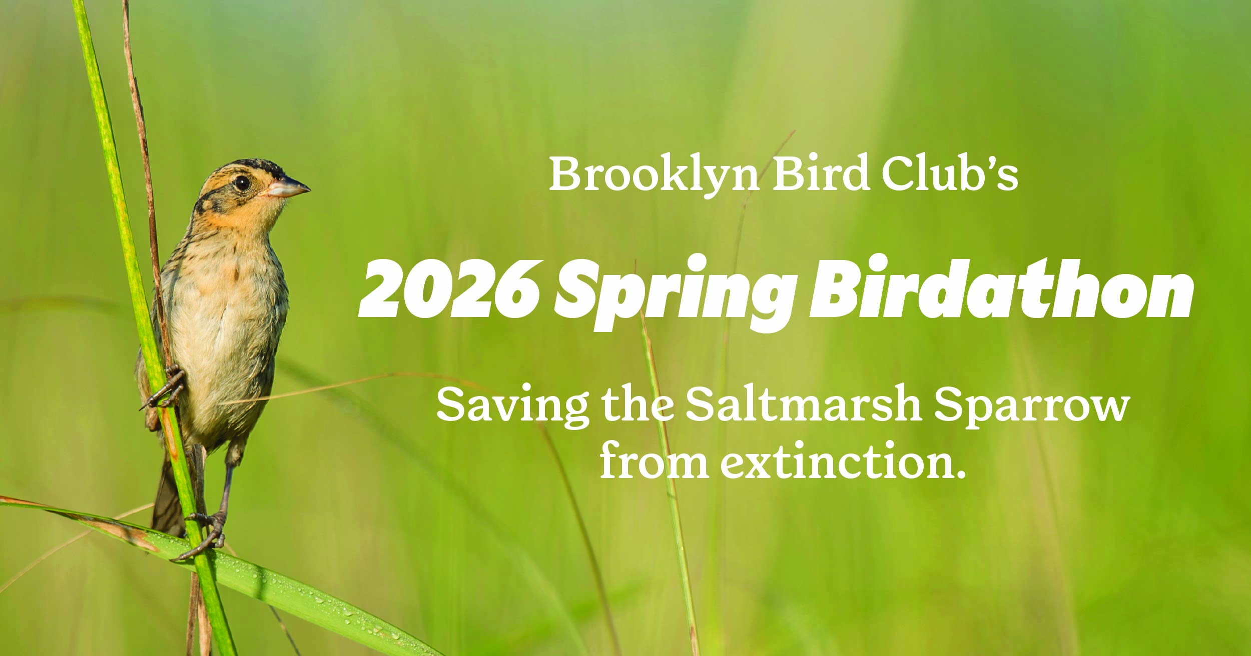 Campaign cover image for 2026 Spring Birdathon - Brooklyn Bird Club