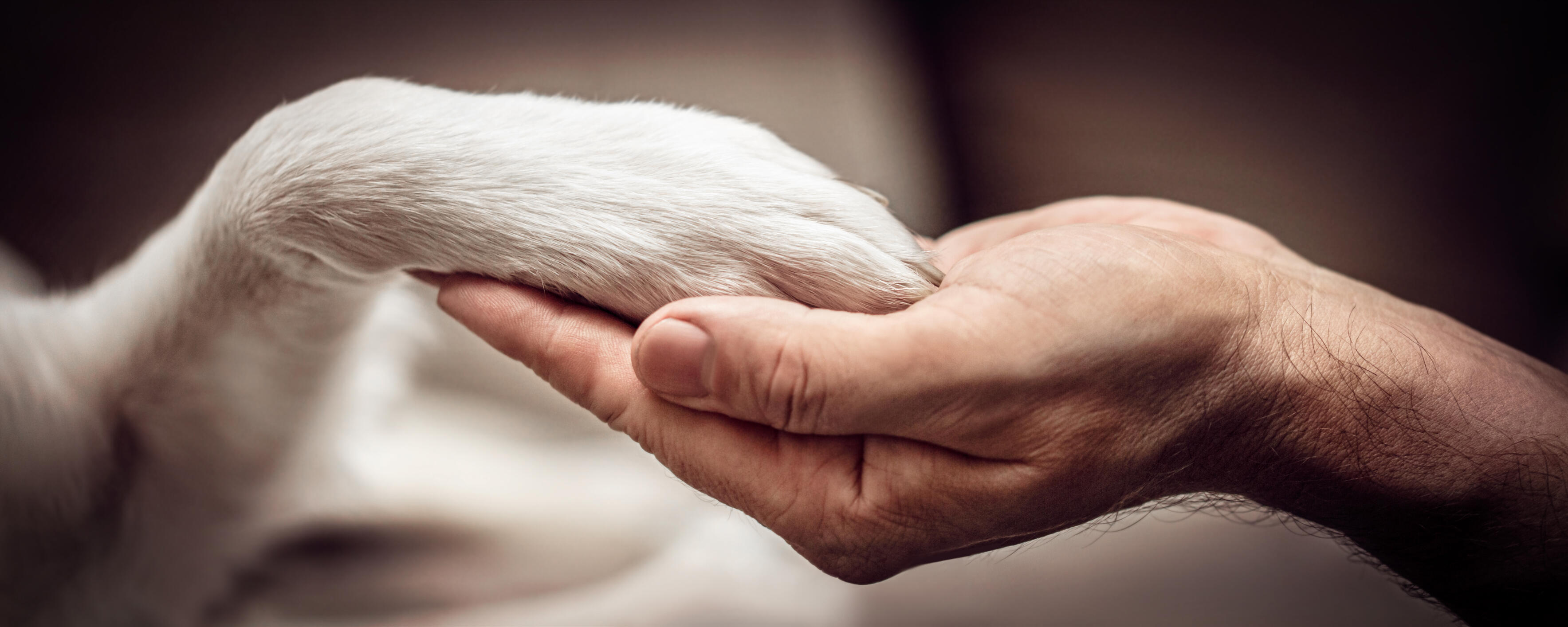 Campaign cover image for Help for Mama + 4 Puppies + 2 Other Dogs Rescued from Abusive Situation