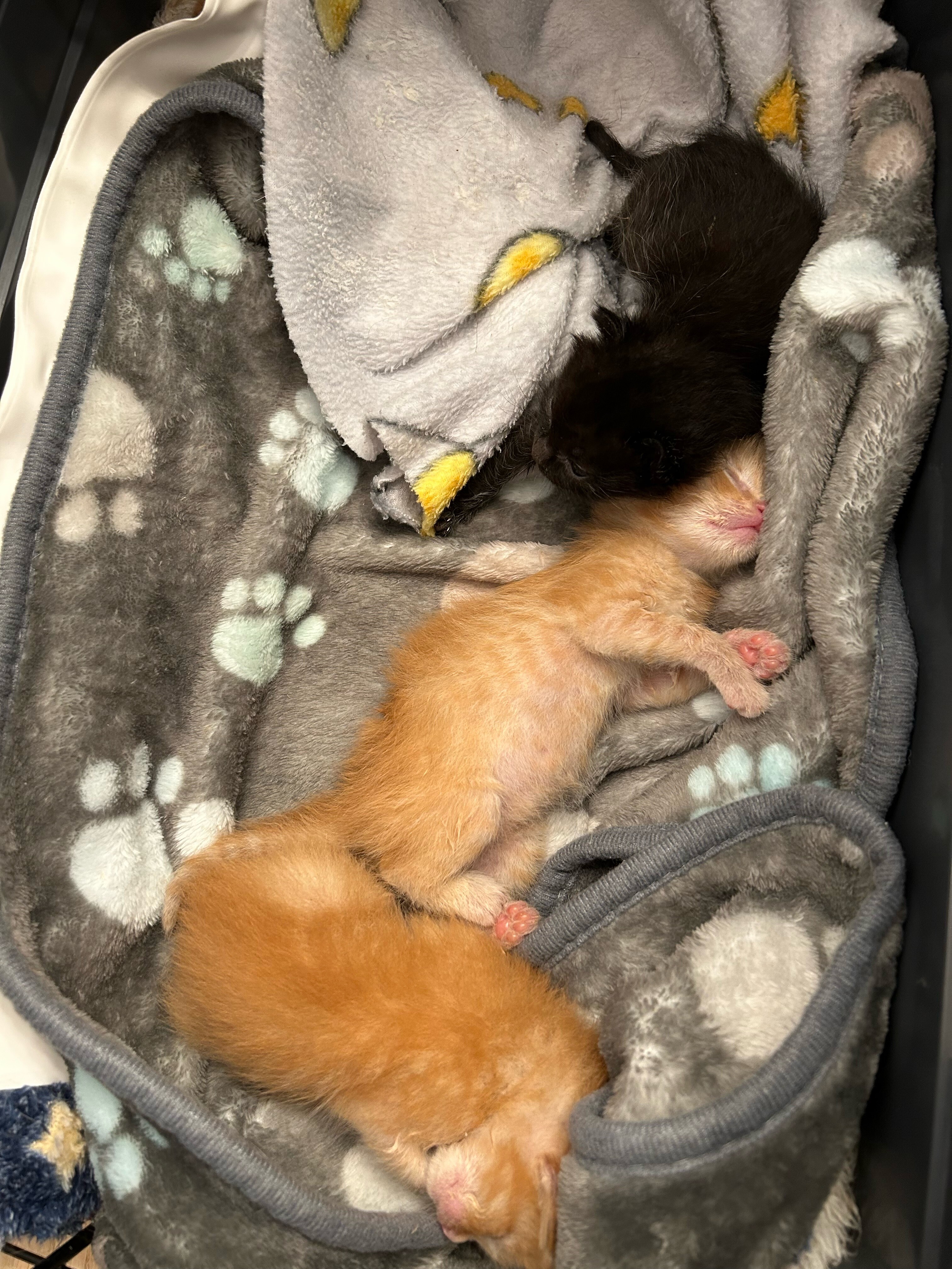 Campaign cover image for The Future of Murphy's Kittens