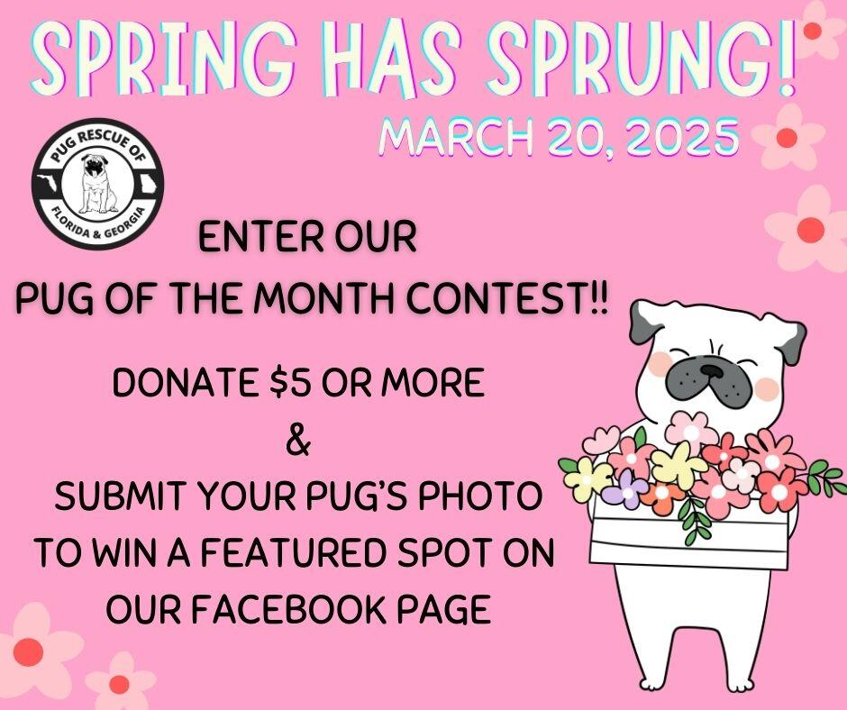 Pug Happy Spring Spring Has Sprung! Pug of the Month Contest