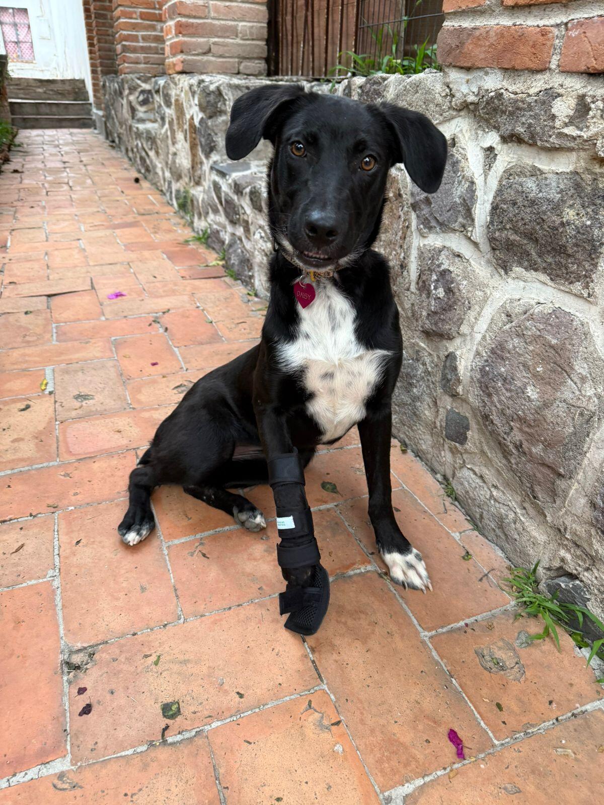 Campaign cover image for Daisy journey to recovery