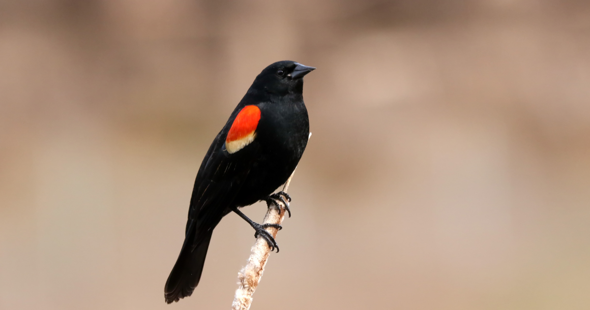 Campaign cover image for Fall Guided Bird Walk 11-1-26
