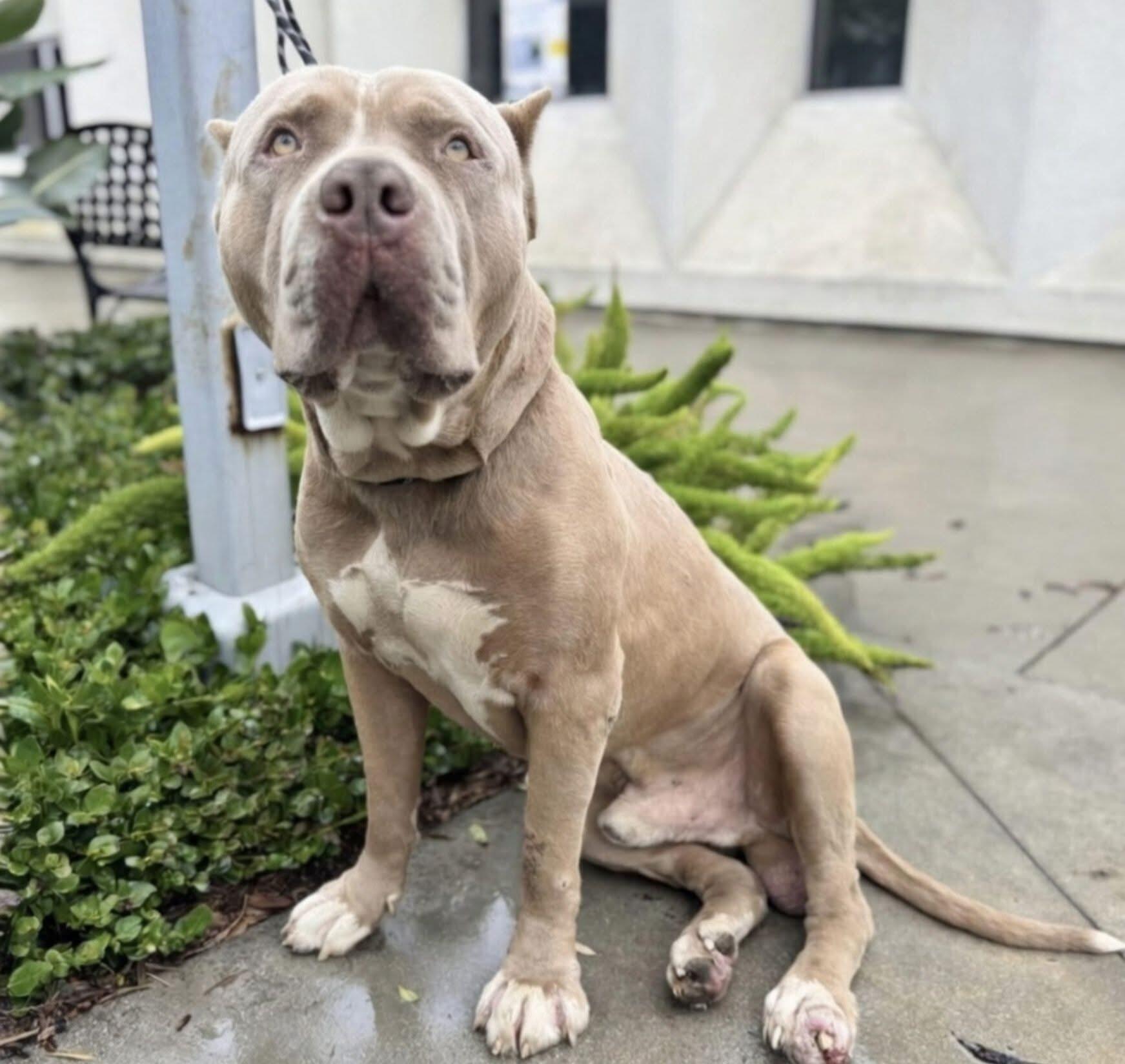 Campaign cover image for Help Suzuki Heal — He Deserves a Pain‑Free Life