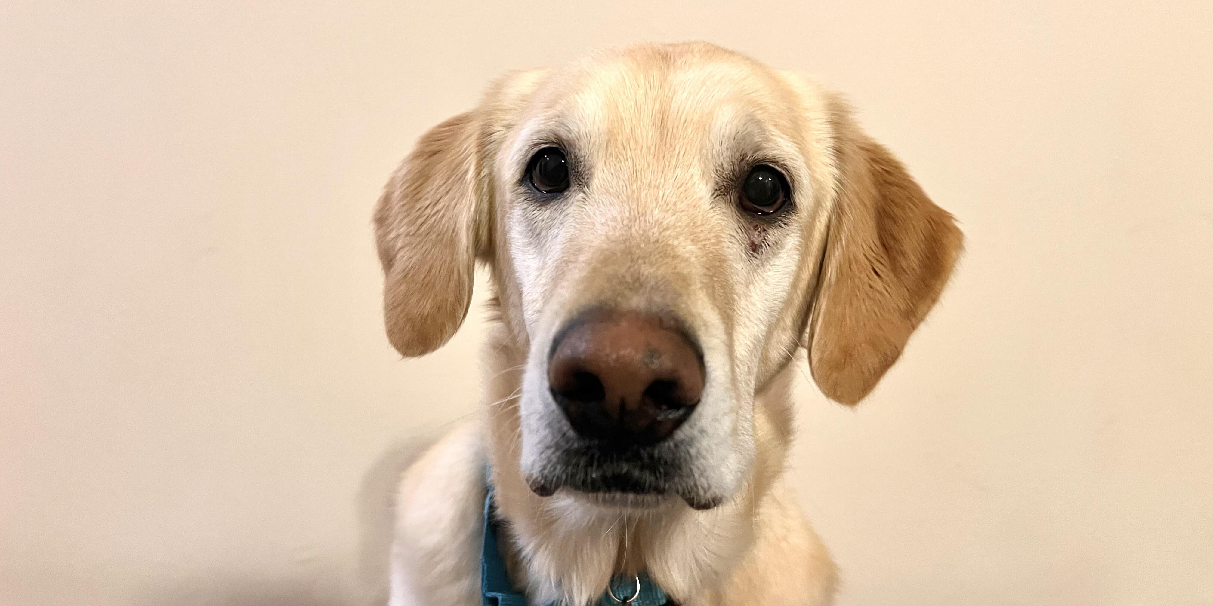 Campaign cover image for Jax’s Road to Recovery