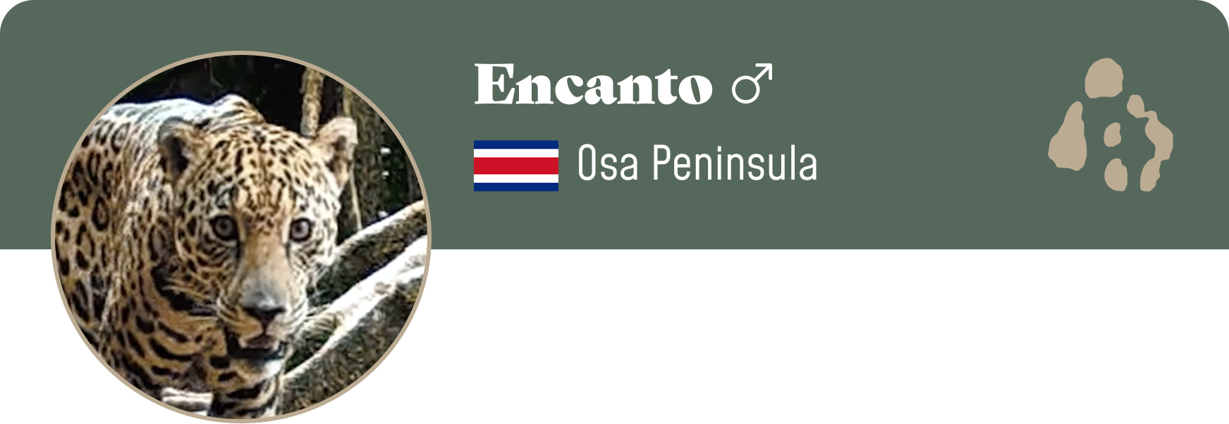 Campaign cover image for Adopt Encanto