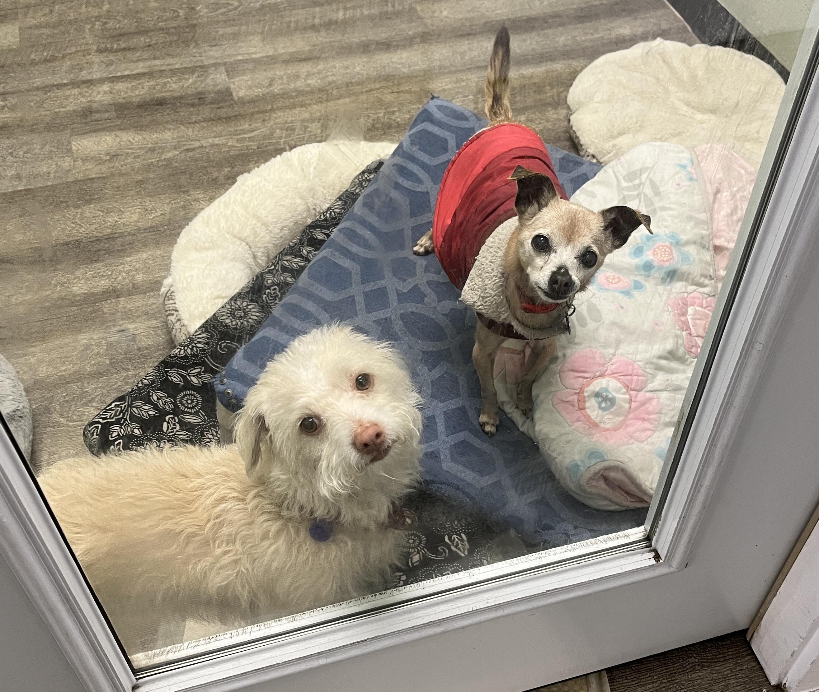 Campaign cover image for PAC-OC 8th Anniversary Double Match Fundraiser