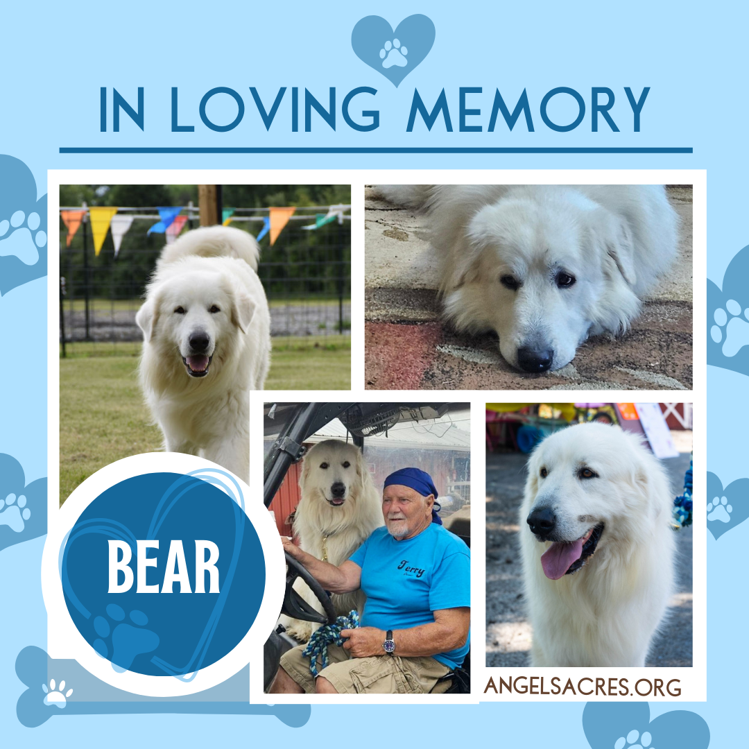 Campaign cover image for Bear Memorial