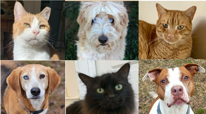 Campaign cover image for Monthly Giving Saves Lives—Join the Rescue