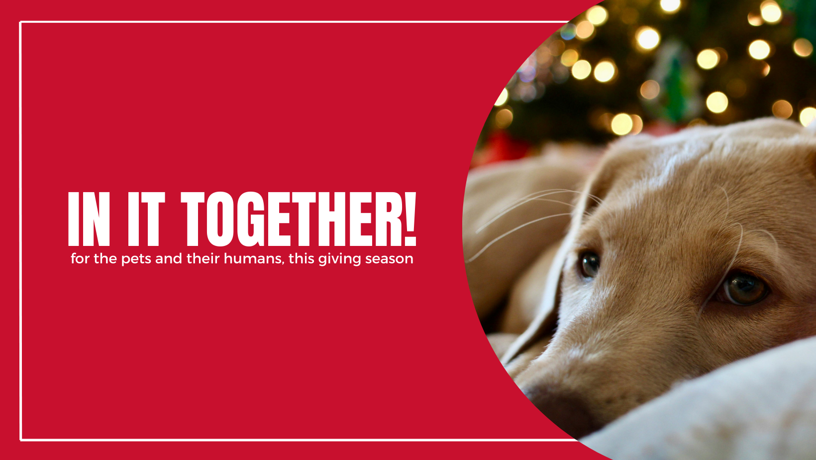 Campaign cover image for Unleash Your Generosity This Giving Season — Help NCAL Strength the Human–Animal Bond Across Vermont