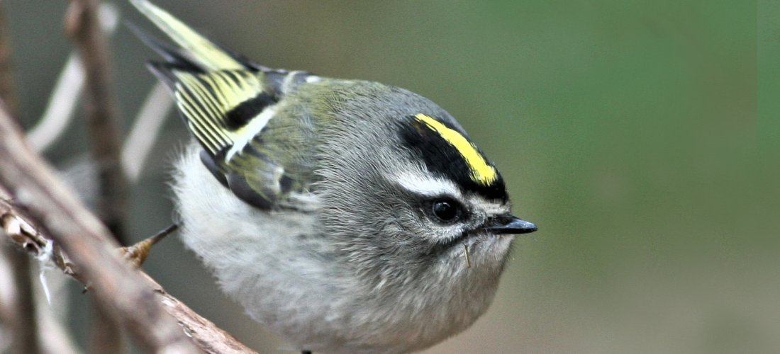 Campaign cover image for Fall Guided Bird Walk 9-17-26
