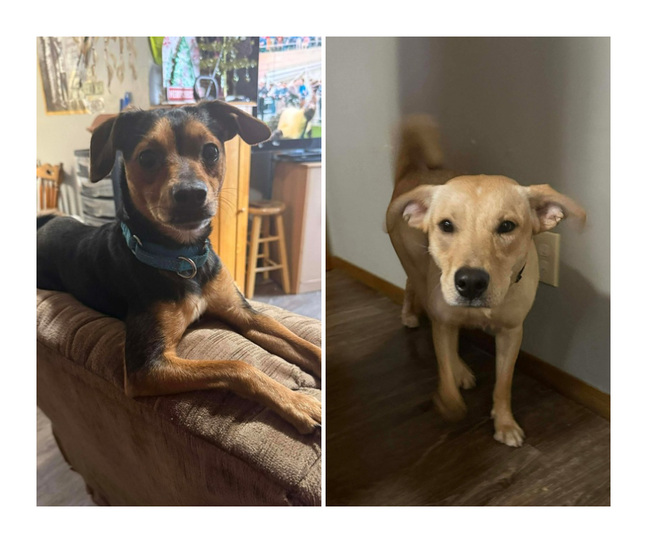 Campaign cover image for Support Spay & Neuter for Two Pups