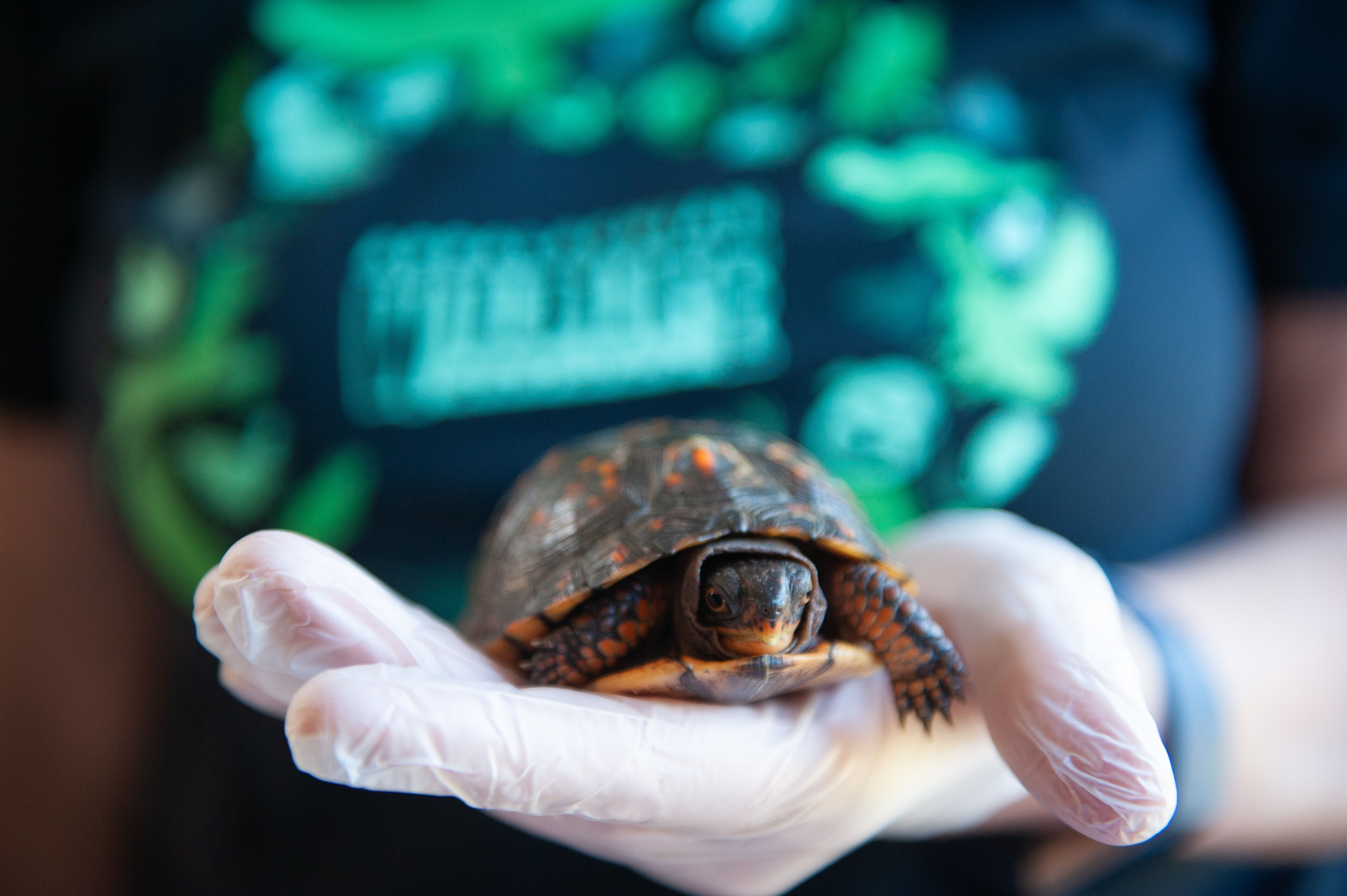 Campaign cover image for Saving Wild Lives & Giving Second Chances