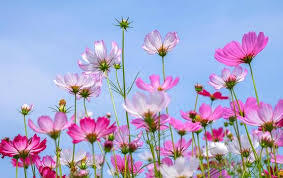 Campaign cover for Staff Appreciation Week: Flower Garden Donations