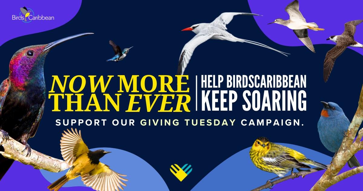 Campaign cover image for Now More Than Ever: Help BirdsCaribbean Keep Soaring!