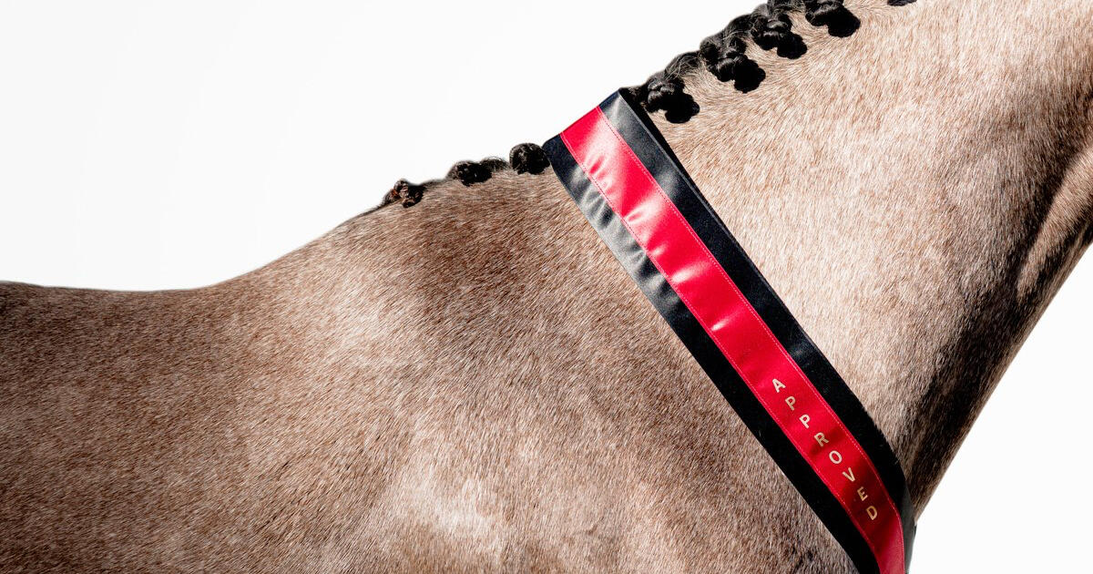 Campaign cover image for 2026 BWP/NAD Stallion Service Auction