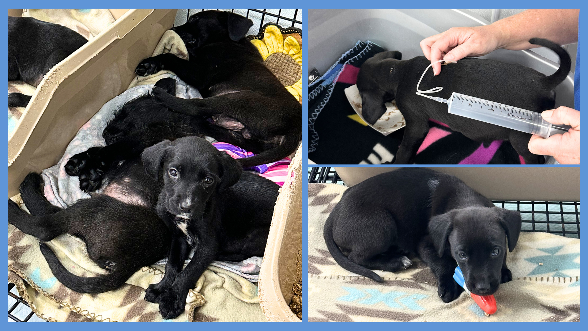 Campaign cover for Emergency Appeal: Parvo Puppies