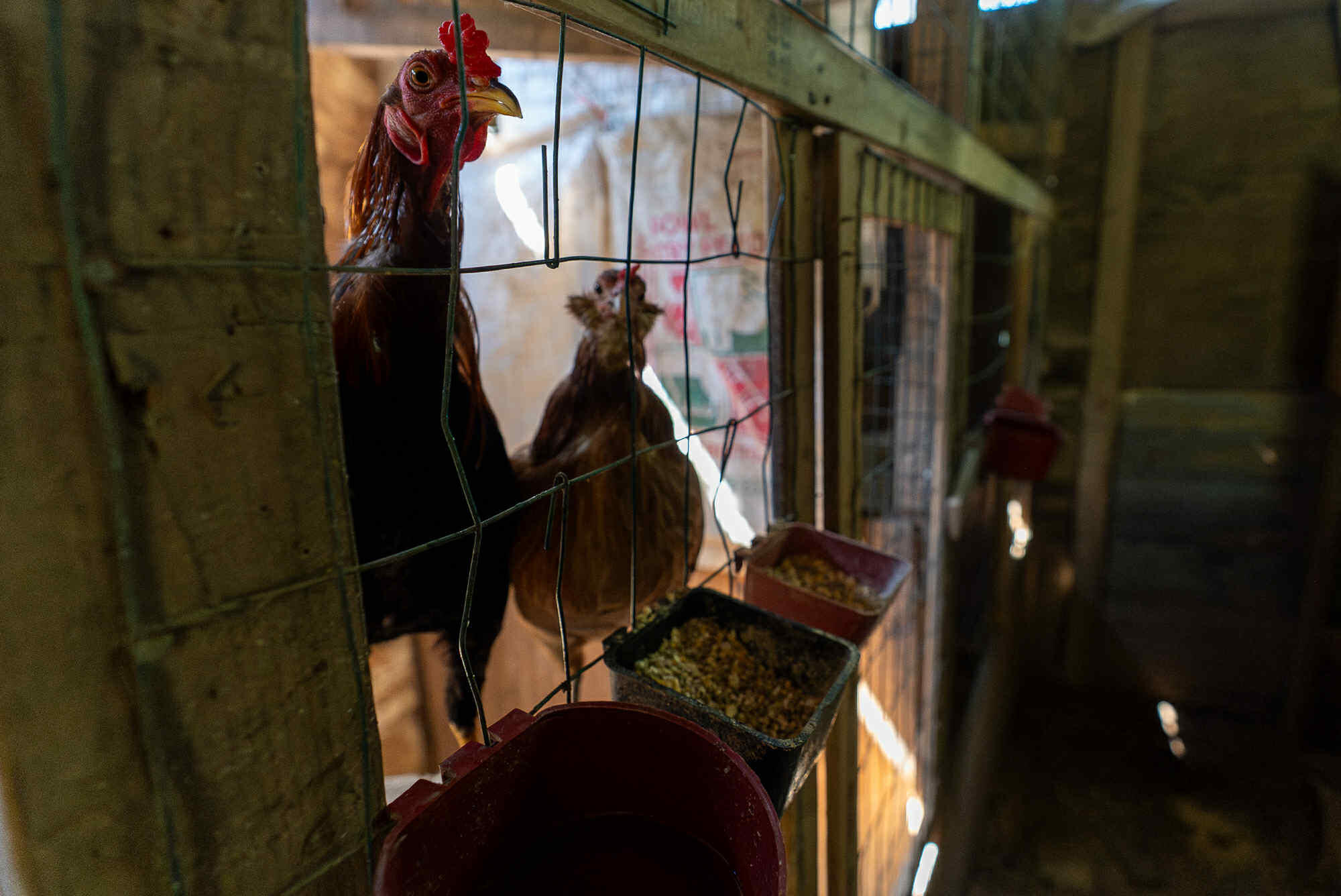 Campaign cover image for Rooster Refuge Online Auction