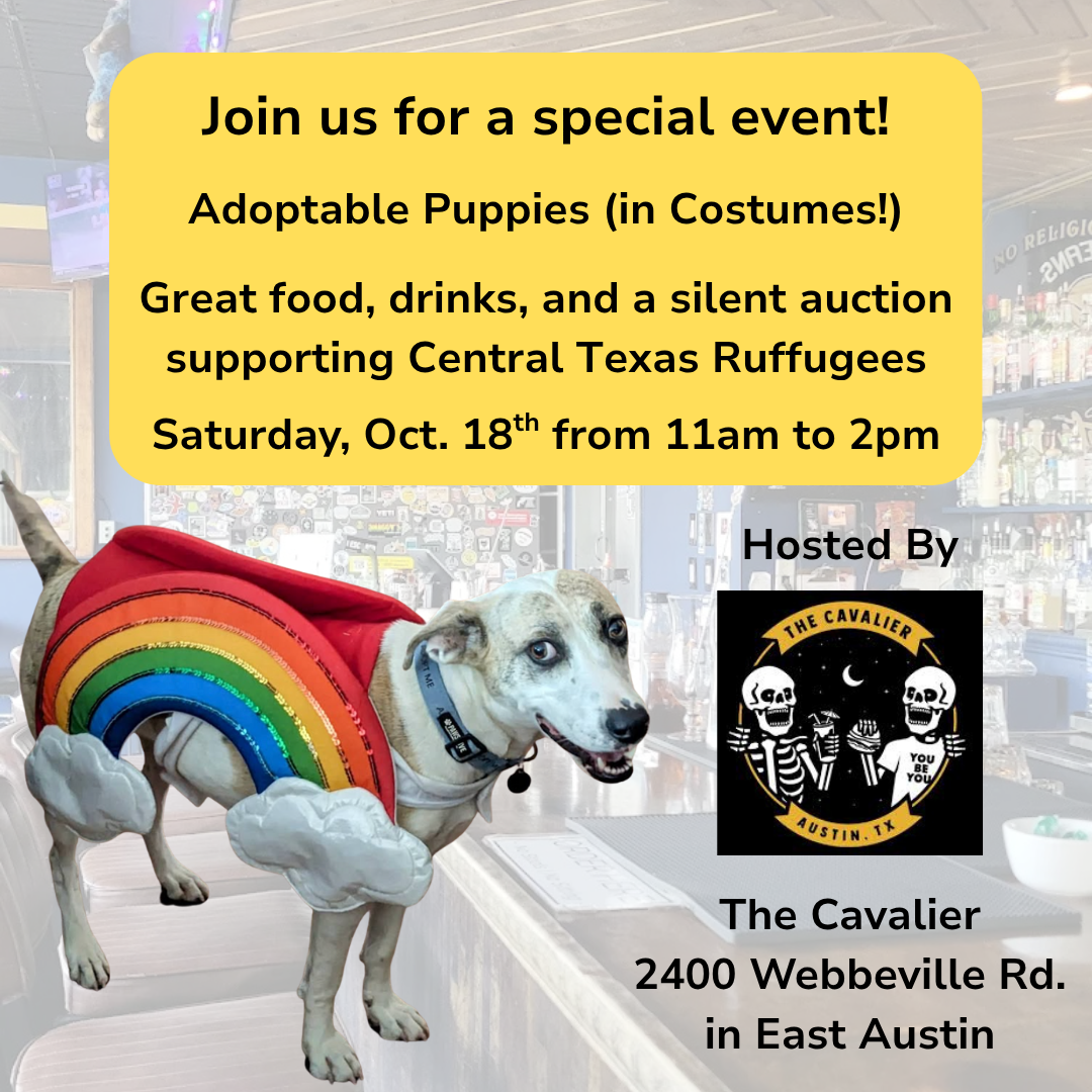Campaign cover image for Dog Costume Party at The Cavalier